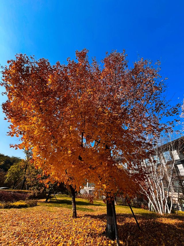 瀋陽必爬棋盤山攻略 瀋陽必爬棋盤山攻略