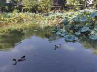 紹興沈園|千年愛情絕唱