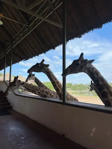 泰國曼谷Safari world 野生動物園