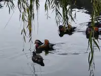 逛香山不費腿攻略。