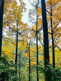 看2025年葛仙山最後一場銀杏雨11.16live