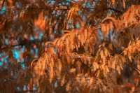 泉州秋日限定落羽杉紅了!這抹金黃必打卡