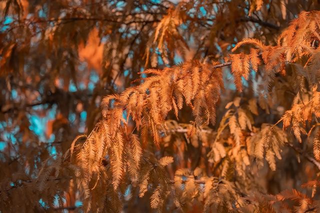 泉州秋日限定落羽杉紅了!這抹金黃必打卡 泉州秋日限定落羽杉紅了!這抹金黃必打卡