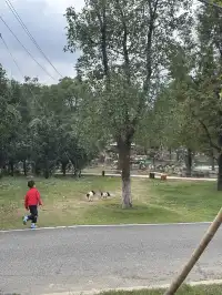 太湖龍之夢秋日奇遇動物界顯眼包集合!