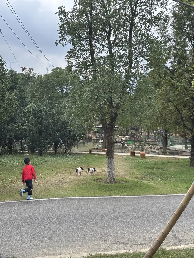 太湖龍之夢秋日奇遇動物界顯眼包集合! 太湖龍之夢秋日奇遇動物界顯眼包集合!
