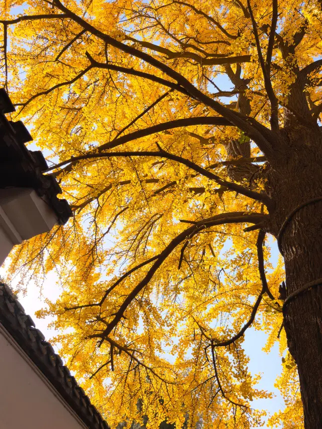 I made two special trips to Yangzhou just for the ginkgo trees at Shigongci