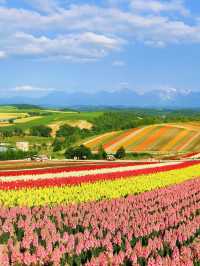 速速保存！夏天去20℃北海道這樣玩封神