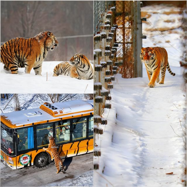 哈爾濱4天3晚保姆級攻略！人均800刷爆9大必打卡地