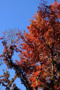 一場秋風,將天平山染成了汴州