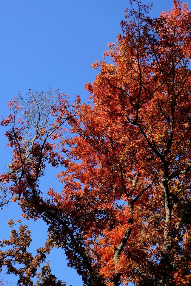 一場秋風,將天平山染成了汴州 一場秋風,將天平山染成了汴州