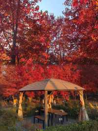 0元get秋日電影感上海金山楓葉島美到犯規