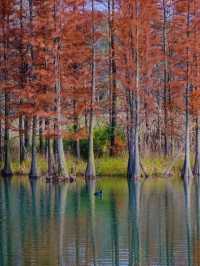 穿梭在杉林間,冬日的詩意與浪漫