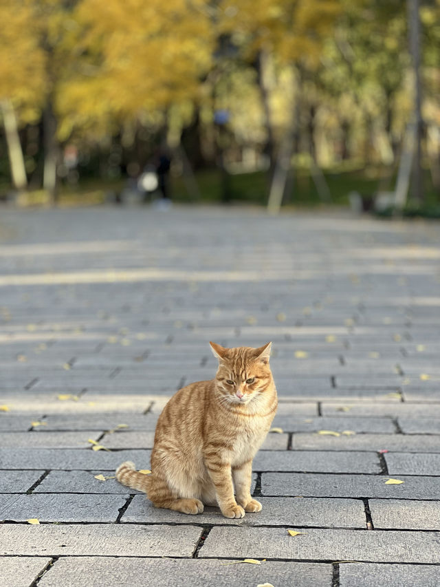 被銀杏包裹的初冬 被銀杏包裹的初冬