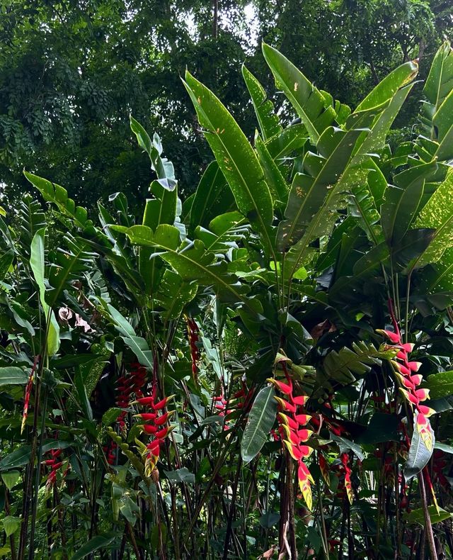 勐臘旅居優選！這家智能酒店，承包你的雨林漫遊與地道風味