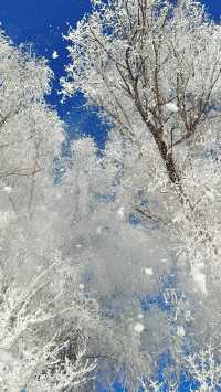 今天的吉林霧淞簡直美爆了!!!