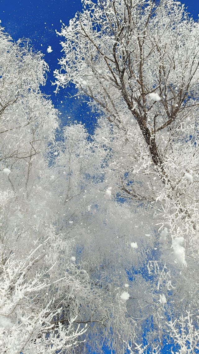 今天的吉林霧淞簡直美爆了!!! 今天的吉林霧淞簡直美爆了!!!