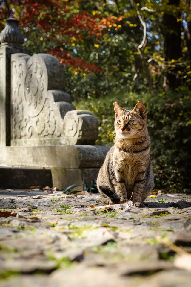 人你好,我是靈谷寺的咪,來看看我和秋天嗎 人你好,我是靈谷寺的咪,來看看我和秋天嗎