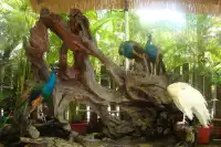 西雙版納植物園！！