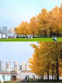 錯過等一年！世博公園銀杏濃度100%