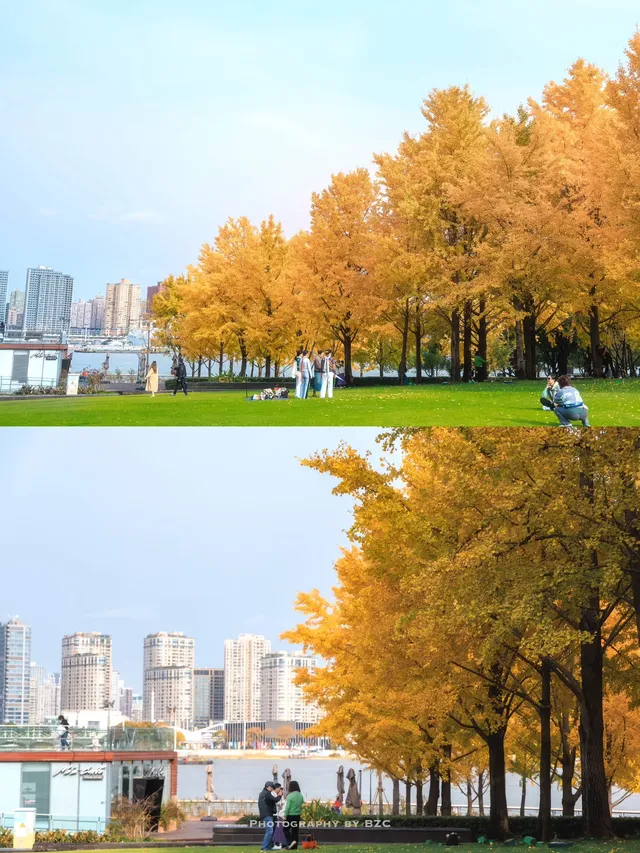 錯過等一年！世博公園銀杏濃度100%