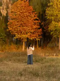 泉州海絲公園|秋天的落羽杉和蘆葦蕩
