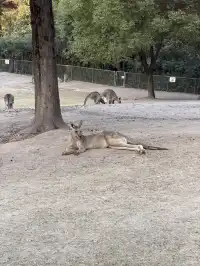 上海野生動物園衝了