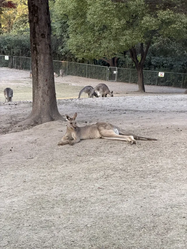 上海野生動物園衝了