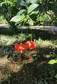 超值的!版納中科院植物園強推