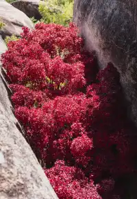 東坪山上長在岩縫裡的紅葉。
