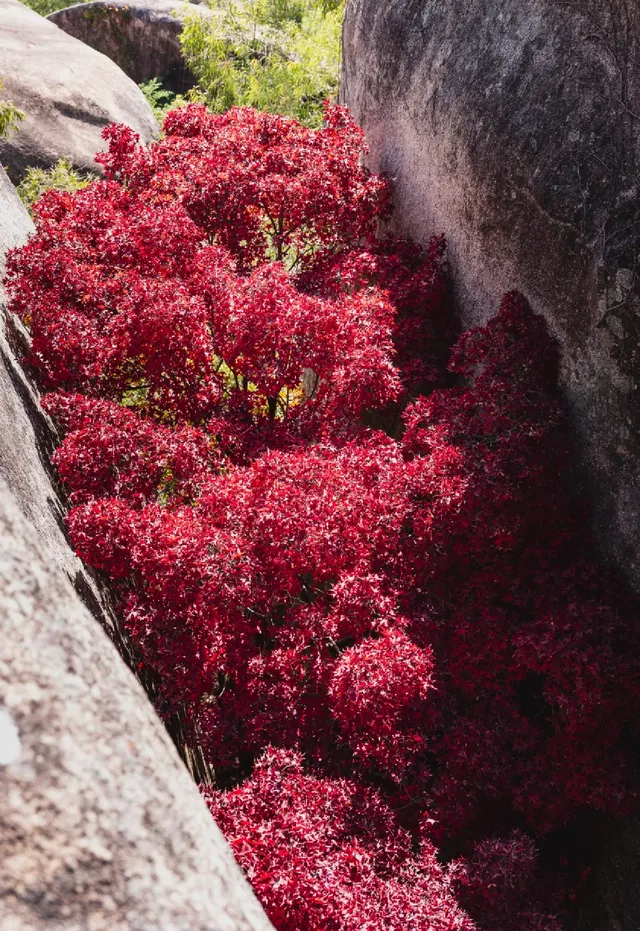 東坪山上長在岩縫裡的紅葉。