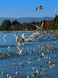 昆明絕美銀杏打卡地