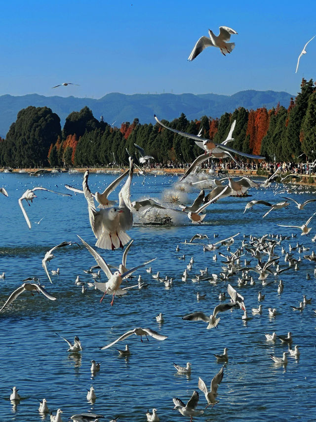 昆明絕美銀杏打卡地