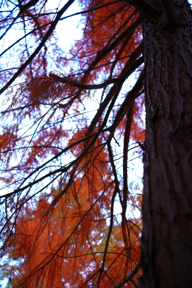 上海|又給大家找到一個拍照好去處絕對出片 上海|又給大家找到一個拍照好去處絕對出片