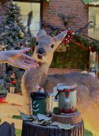 瀋陽半日閒：森系鹿咖與深夜暖居的治癒旅拍