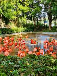 打卡肇慶丹頂鶴生態園