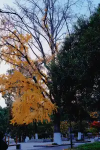 真的會反覆愛上玄武湖的深秋