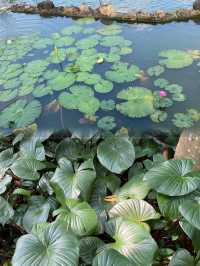 萬寧不止有海|闖入740畝熱帶植物王國