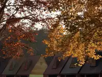 上海秋景封神!共青森林公園拍照真的絕了