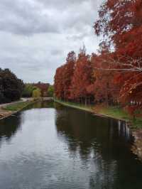 初冬暖陽下的多彩上海共青森林公園