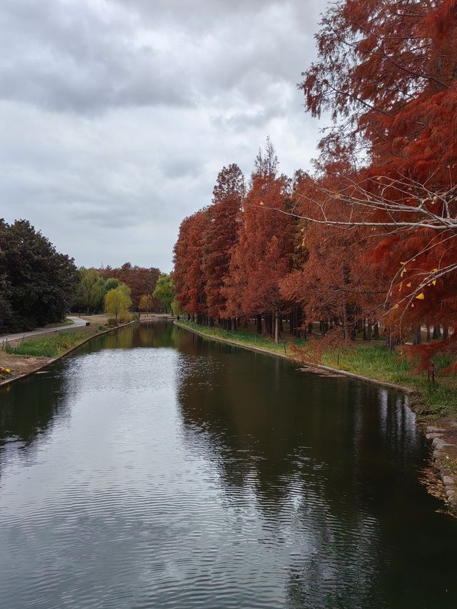 初冬暖陽下的多彩上海共青森林公園 初冬暖陽下的多彩上海共青森林公園