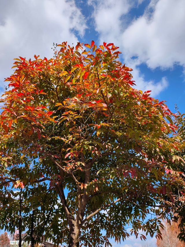 普洱小眾打卡地闖入熱帶雨林的秋日祕境 普洱小眾打卡地闖入熱帶雨林的秋日祕境