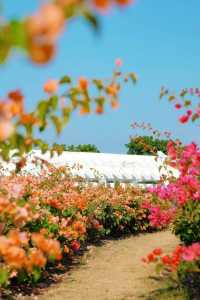 廈門市花島|三角梅花海盛放,住進錦江之星品尚開啟浪漫之旅