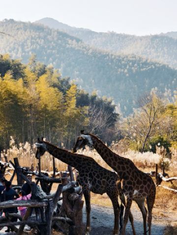 不在非洲，就在中國 