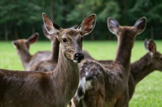 龍谷湾の二大文化観光プロジェクトがオープン、ウサギ園とシカ園がかわいさ満点