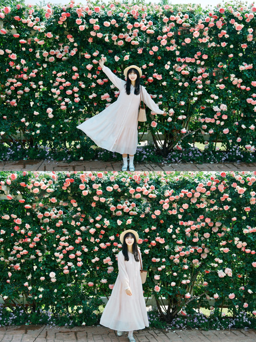 Chengdu's garden blooming with roses! It's truly a perfect photo