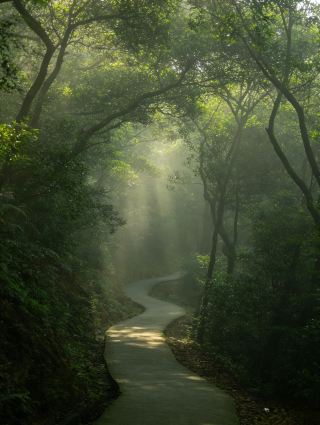 Xiamen's Hidden Healing Spot｜Jinshan Songshi, a Mountain Forest Secret in the City