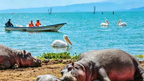 肯亞8天水陸Safari雙封神體驗 — traveler post in 奈洛比