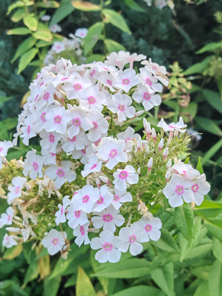 Sky blue hydrangeas under the soft glow of the sunset at the National Botanical Garden