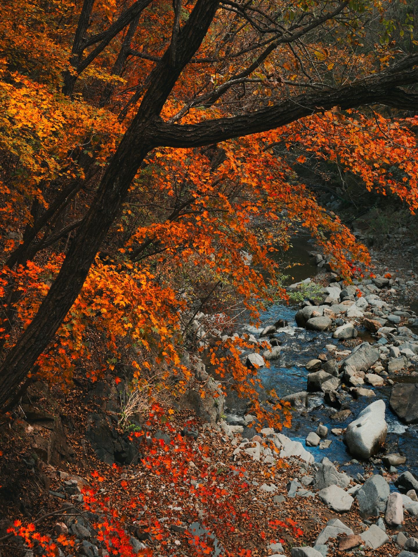 Skip Benxi! Kuangzigou's colorful forest valley is stunning