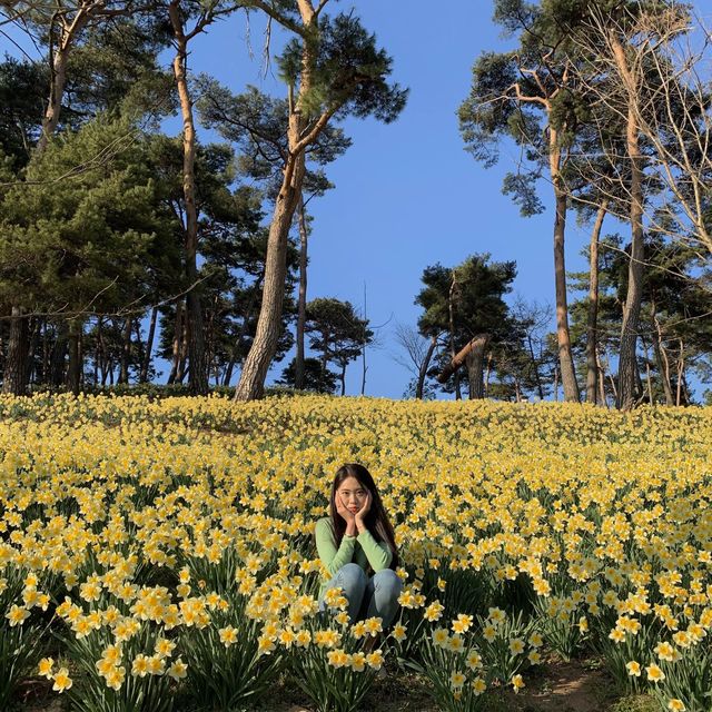 곧 시작되는 수선화 축제🌼